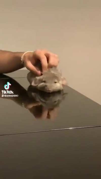 que porra &eacute; essa chinchila?