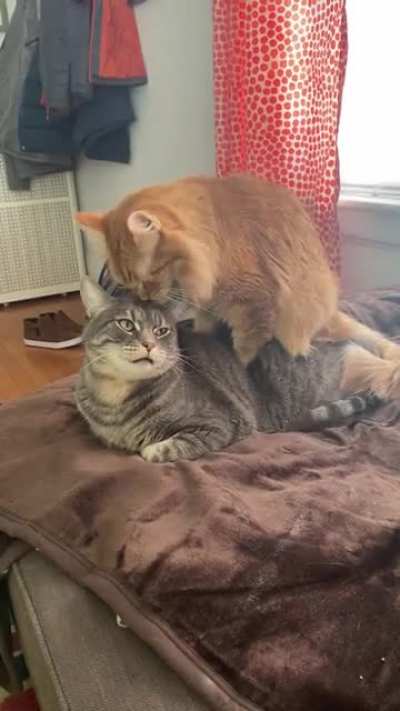 You don&rsquo;t mind if I just sit on top of you, do you??? 😂😂