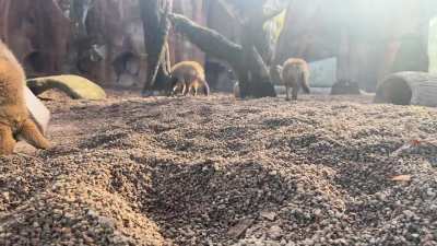 A few bat-eared foxes digging for hidden treats the zookeepers buried for them.