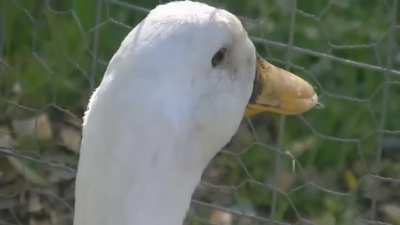 %96 Duck