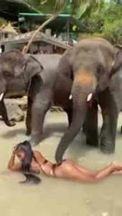 Elephants love thicc ass