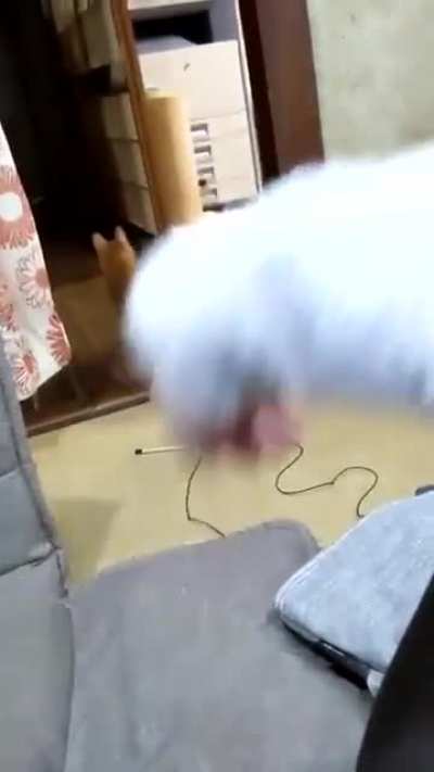 Let's play hooman!