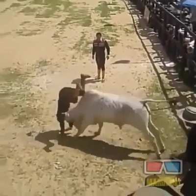 Interesting way of taming bulls