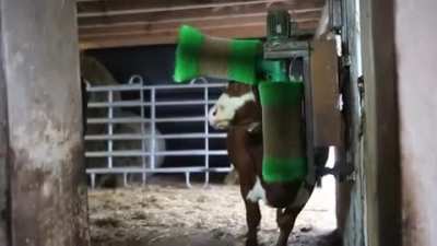 Are cows just giant cats?