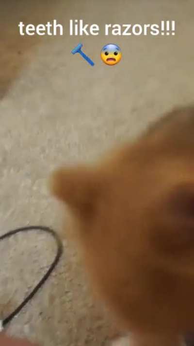 The Most Dangerous Animal - Pomeranian