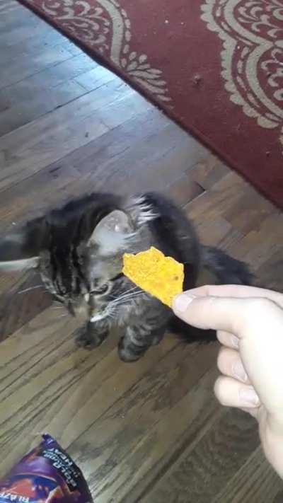 H E M O N C H