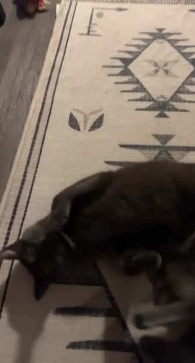 The end of me singing you&rsquo;re a mean one to my cat.