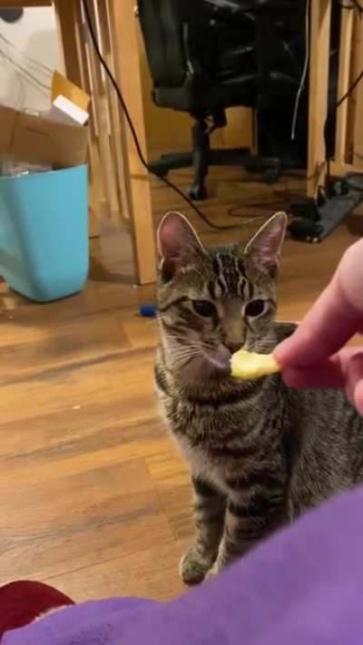 Шкурка