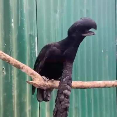 🔥 Long-wattled Umbrellabird