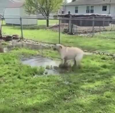 Happy boy can&rsquo;t get enough PUDDLES