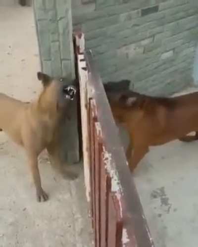 All bark, no bite