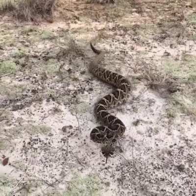 Beautiful snake