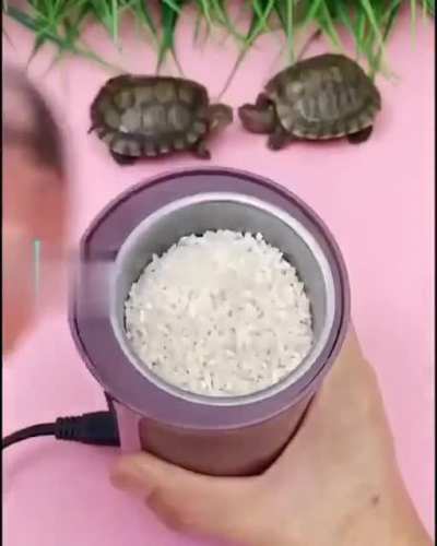 🐢