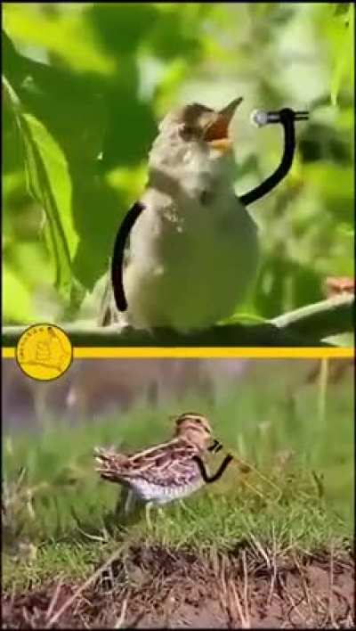 The Birds