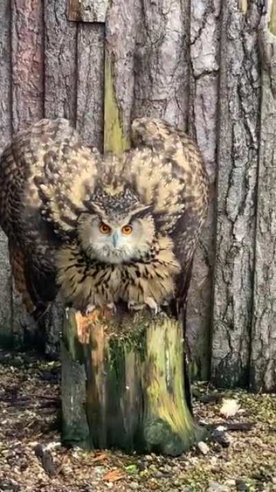 Royal Owl..