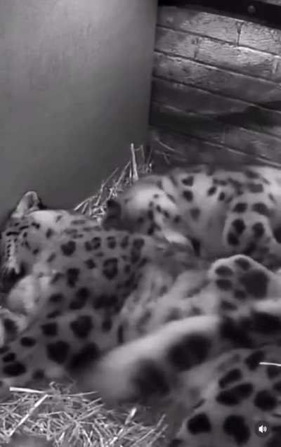 The cutest thing