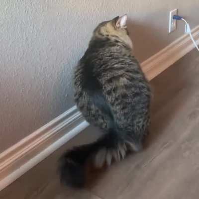 You guys enjoyed Otis sleeping by his food so here&rsquo;s a video of him getting comfy