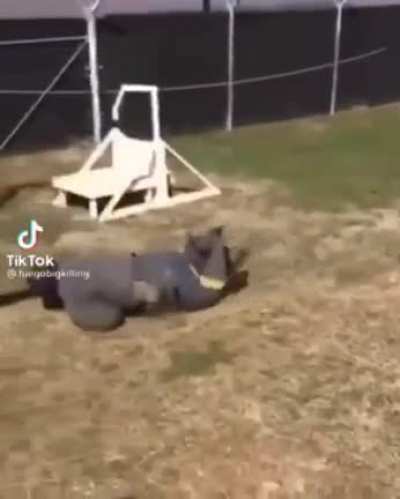 Dog went yeettt