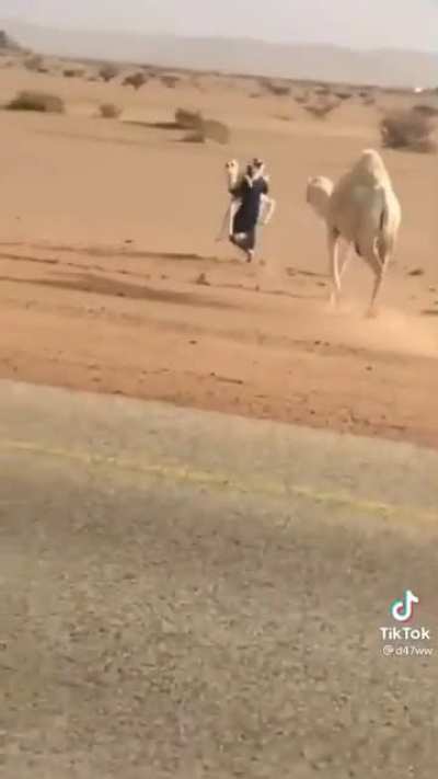Creatively putting a camel and her calf out of harm&rsquo;s way.