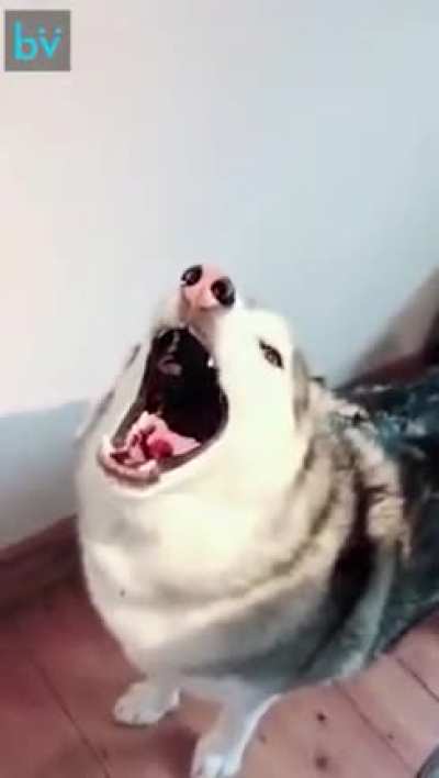 Huskies are a special breed