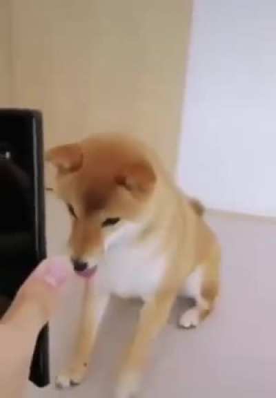 Good doge