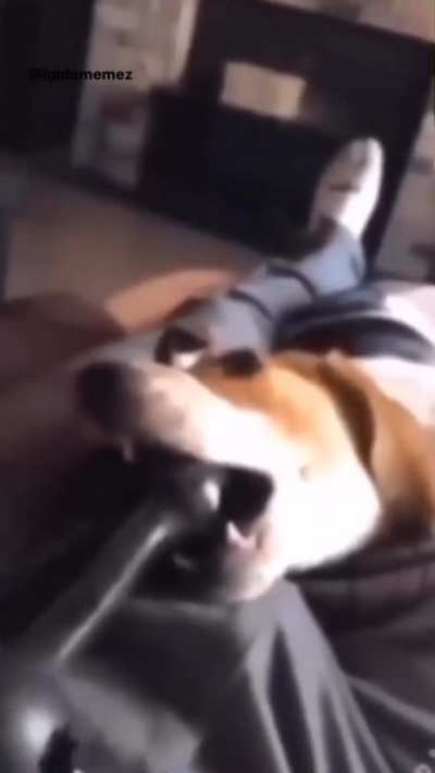 Bro bit a different bone