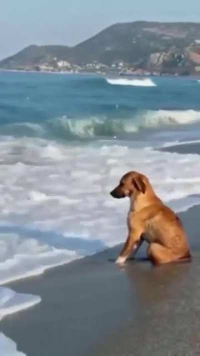 What&rsquo;s the dog thinking about?