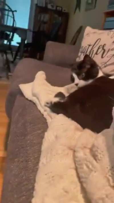 Gato fazendo gatice