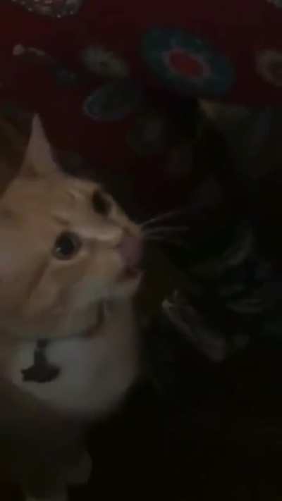 Cat does not like the oil