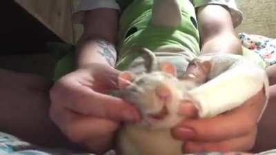 Jimmy&rsquo;s a cutie who loves face scratches and rubs 🤍 fun fact my rat loves to sleep on his back or side