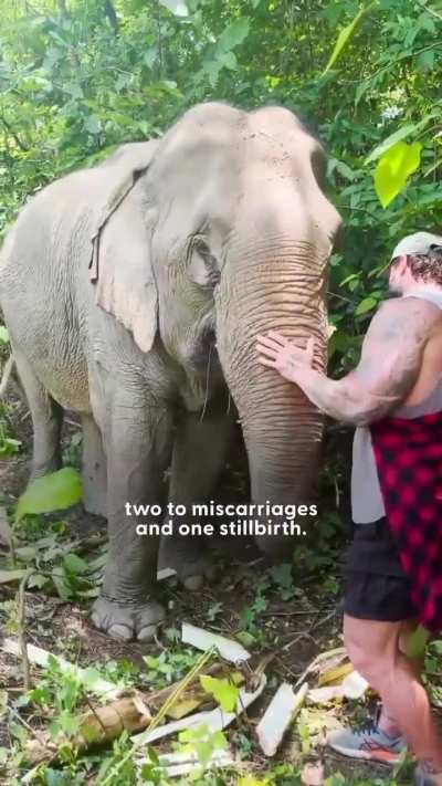 After 42 years in chains, this elephant is finally taking her first steps in freedom. True compassion isn&rsquo;t pity it&rsquo;s the act of easing the suffering of the vulnerable.