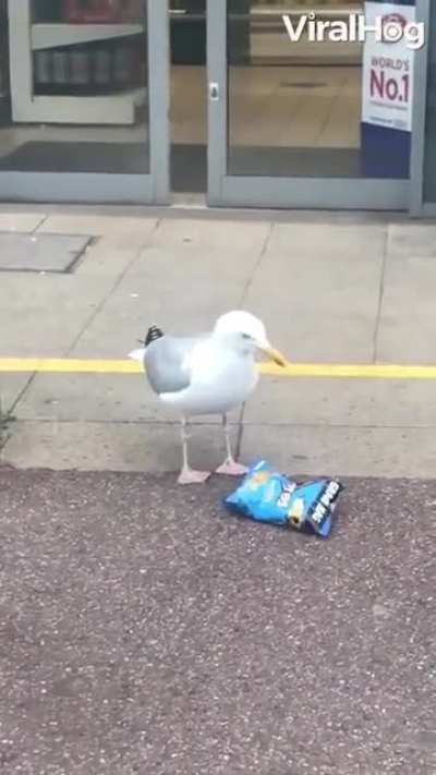 Pombo carioca 😳