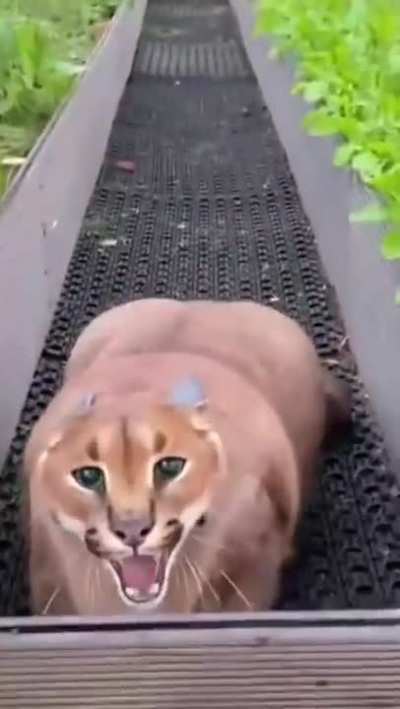 Floppa the roly-poly. Protector of flora