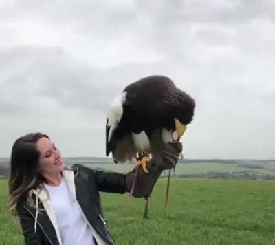 of an eagle