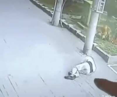 "I didn't go to work because a cat fell on my head" via IAMNERDIShare