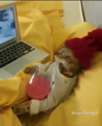 Cat watching TV