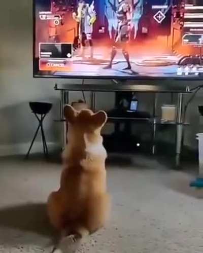 Pupper scare