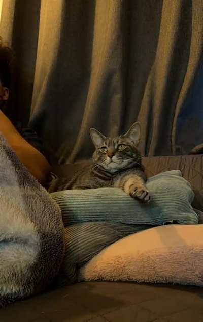 My cat loves to watch TV. Here&rsquo;s a timelapse of him watching Survivor. 😂