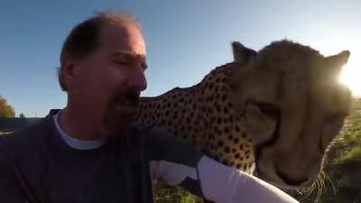 Huh, so Cheetahs are just dog software running on big cat hardware 🤔