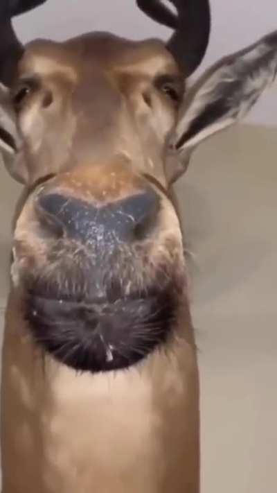 Deer eye contact