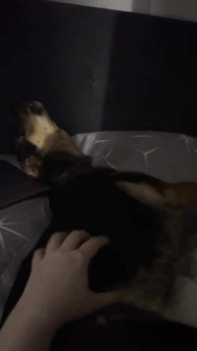 This is Sansa! She&rsquo;s never howled back at me before, but now she&rsquo;s singing!