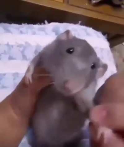 Rata
