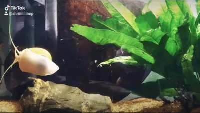 A relaxing video of my snail :)