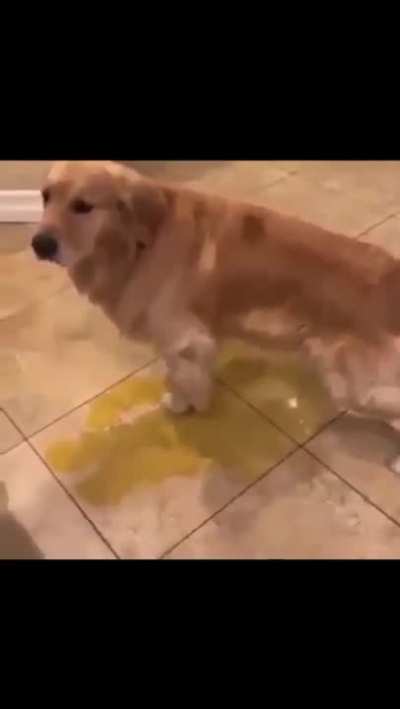 Moldy dog