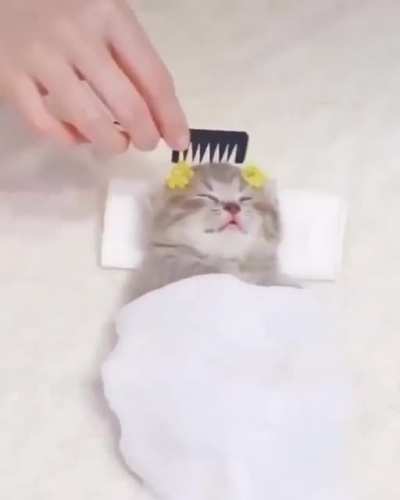 Solo un lindo gatito &amp;lt;3.