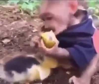 NOOOO monke pipi