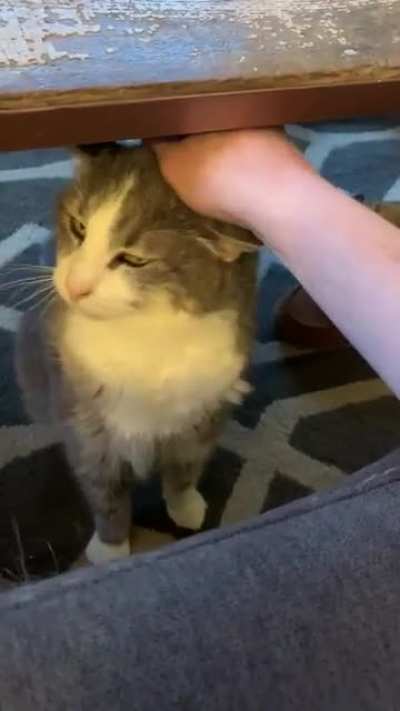 Umm excuse me...you&rsquo;re not done petting me