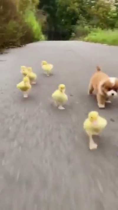 Puppy & ducks racing