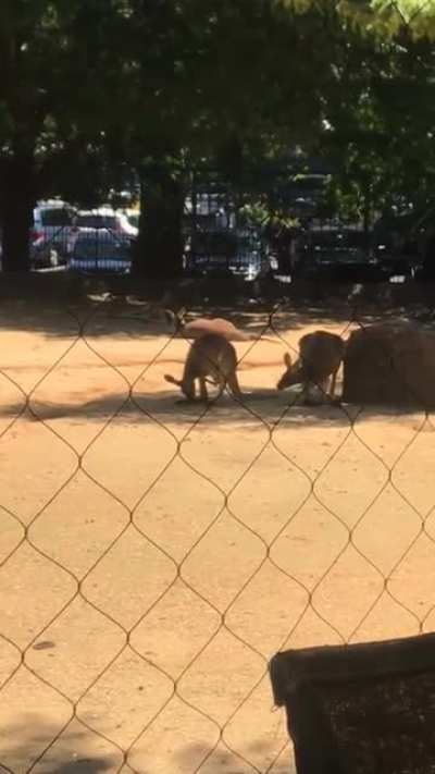 My girlfriend goes to the zoo, a short story.