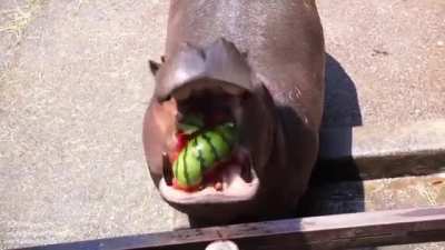 This Hippo crushing a watermelon like it&rsquo;s nothing